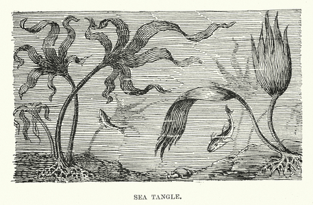Sea Tangle (litho)