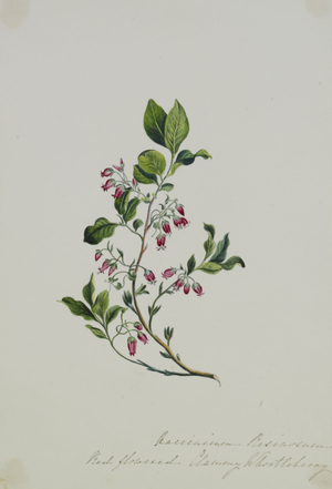 An Album of 40 Botanical Watercolours by C.W (fl.1849-63), 19th century (watercolour)