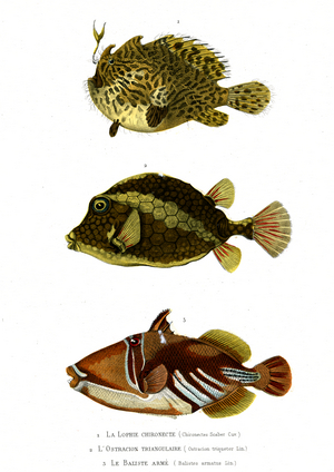 1) Chironects Scaber 2) Ostracion triqueter 3) Armatus ballists, 1846 (engraving)