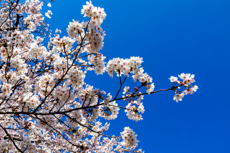 Japan, Honshu, Tokyo, Kudanshita, Chidori-ga-fuchi, Cherry Blossom (photo)