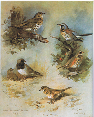 Mistle Thrush, Black Throated Thrush, Song Thrush, Fieldfare, Redwing, pub. by Book Club Associates, 1972 (colour litho)