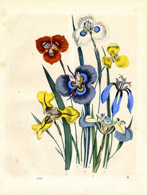 Various Iris Species in Bloom (engraving)
