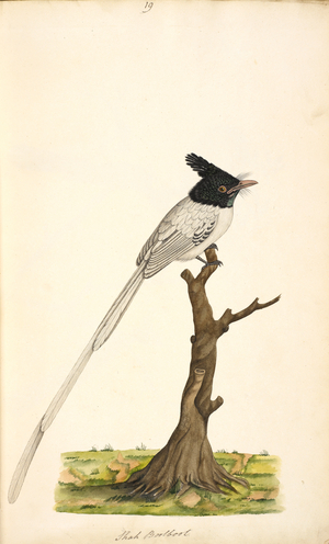 Asian Paradise-Flycatcher.
Terpsiphone paradisi'
Original inscriptions: 'Shah Boolbool'
White male.