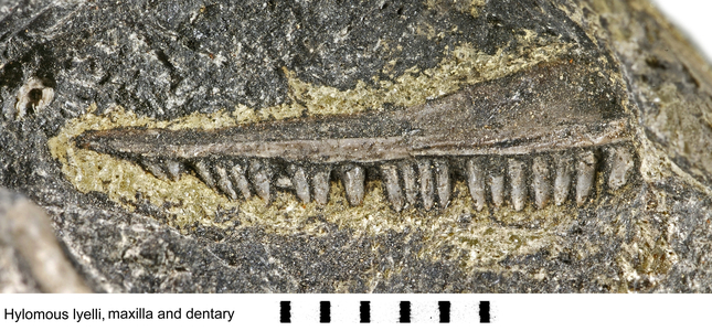 Hylomous lyelli