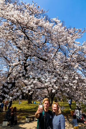 Japan, Honshu, Tokyo, Shinjuku, Shinjuku Goen National Garden, Cherry Blossom (photo)