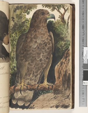Page 80. The great Eagle. From Hudsons Bay., 1810-17 (w/c & manuscript text)