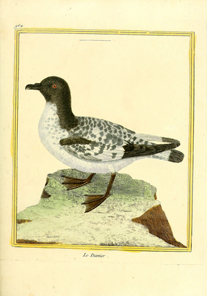 Cape Petrel (print)
