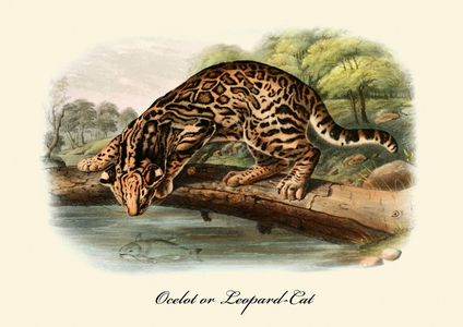 Ocelot or Leopard-Cat
