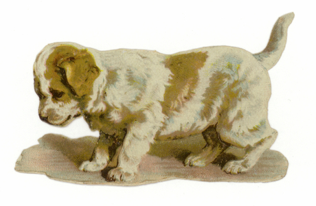 Puppy standing (chromolitho)