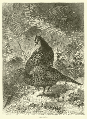 Pheasants (engraving)