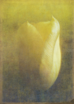 Tulip, 2015 (digital photo art)
