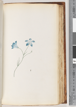 Page 91. Unidentified plant (w/c)