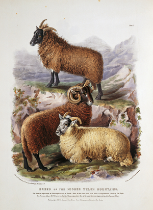 Breed of the Higher Welsh Mountains, plate 2 from The Breeds of the Domestic Animals of the British Islands Vol. 2, by David Low, 1842 (colour litho)