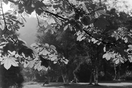 Holidays in the Black Forest, Germany 1930s (b/w photo)