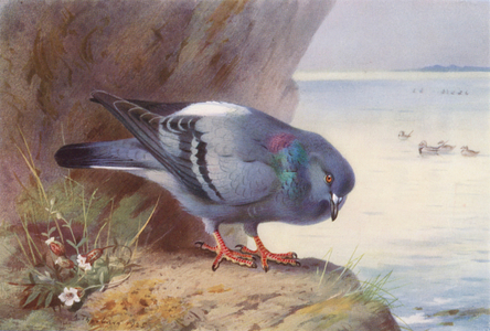 Rock-Dove (colour litho)