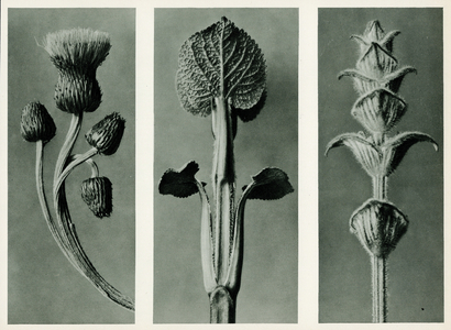 Study of three species of plant. 1929 (photogravure)