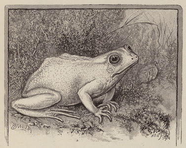 An albino frog (engraving)