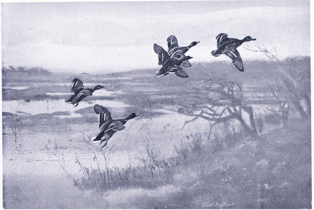 A team of Mallards (litho)