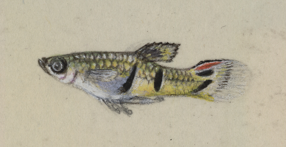 Poeciliidae sp