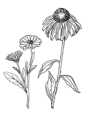 Medicinal plants calendula, echinacea, 2021 (ink on paper)
