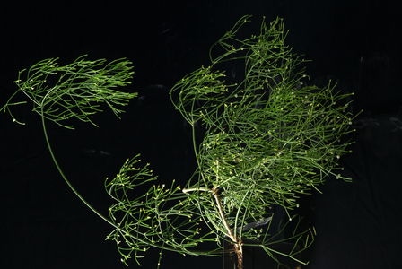 Rhipsalis baccifera 002, 2004 (photo)