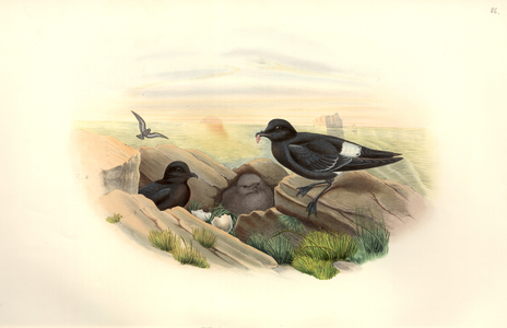 Hydrobates pelagicus