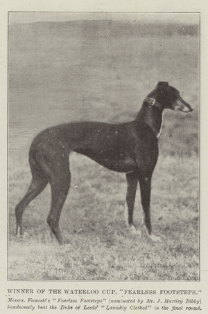 Winner of the Waterloo Cup, "Fearless Footsteps" (b/w photo)