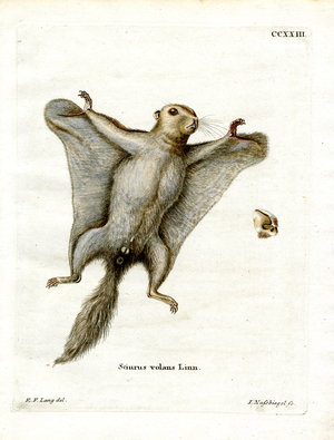 Southern Flying Squirrel (coloured engraving)