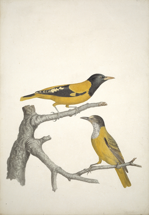 Oriolus xanthornus