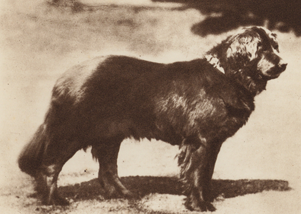 Dogs: The Newfoundland (b/w photo)
