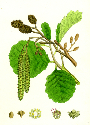 Alnus Glutinosa Common Alder