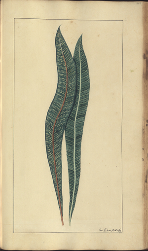 A page from the 'Elegancies of Jamaica', 357, 1750-79 (w/c on paper)
