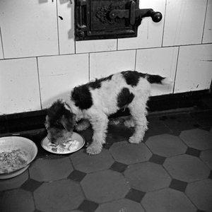 A little puppy with its feeding bowl, Germany 1930s (b/w photo)