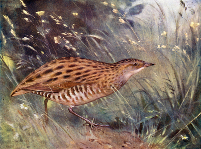 Corncrake (colour litho)