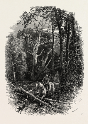 In Cedar Walk, Virginia Water, Windsor, UK, 19th Century Engraving