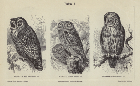 Owls (engraving)