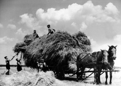 III Reich, HJ in agriculture, 1939 (photo)