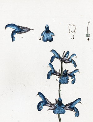 Great Sage, 1776 (watercolour print)