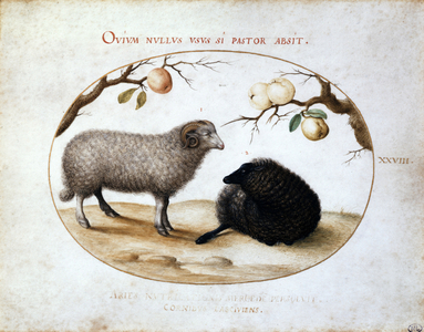 Ram, Black Sheep and Apples' Joris Hoefnagel , also known as George Hoefnagel (1542-1601) Flemish painter and engraver. Watercolour