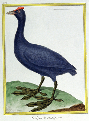 Science. Zoology. Red knobbed hoot (of Madagascar). Engraving by Francois Nicolas Martinet in: Histoire naturelle des oiseaux, by Georges Louis Leclerc de Buffon, France, c.1777 (colour engraving)