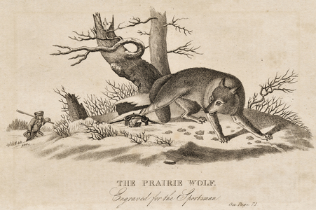 The Prairie Wolf caught in a trap (Canis latrans) also called the Coyte or American Jackal. 19th century engraving.