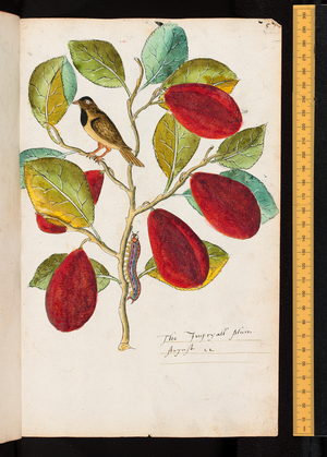 Tradescant's Orchard, The Imperial plum, c.1611-1620 (watercolour)