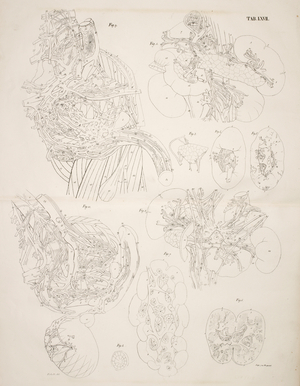 Anatomical drawing. Internal organs, Circulatory system and Kidneys.