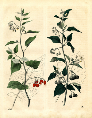 Nightshade Family: Bittersweet and Black Nightshade (hand-coloured copper engraving)