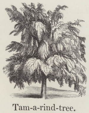 Tamarind tree (engraving)