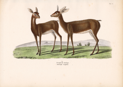 Steenbok, 1848 (lithography)