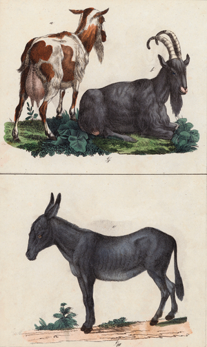 Goats and donkey (colour litho)
