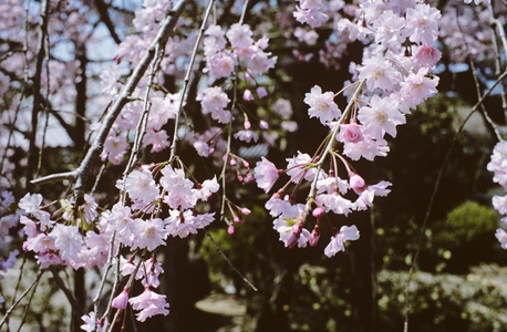 Cherry Viewing Festival, Japan (photo)