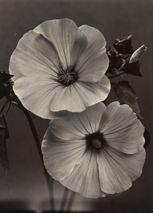 c.1895-1910 (gold-toned gelatin silver print)