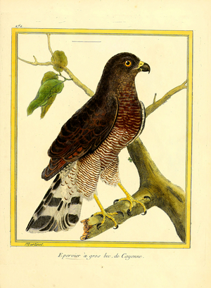 Large-billed Hawk from Cayenne (print)